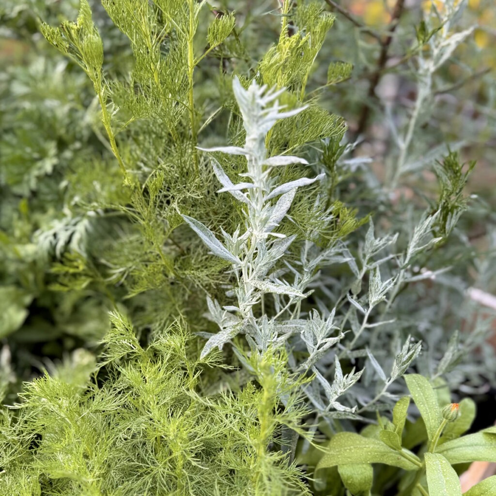 plantacja bylic na Farmie Chwastów